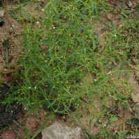 Oldenlandia herbacea (L.) Roxb.